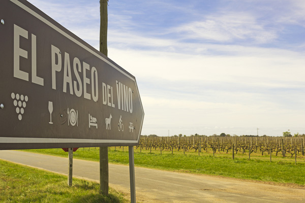 Vineyard in Uruguay
