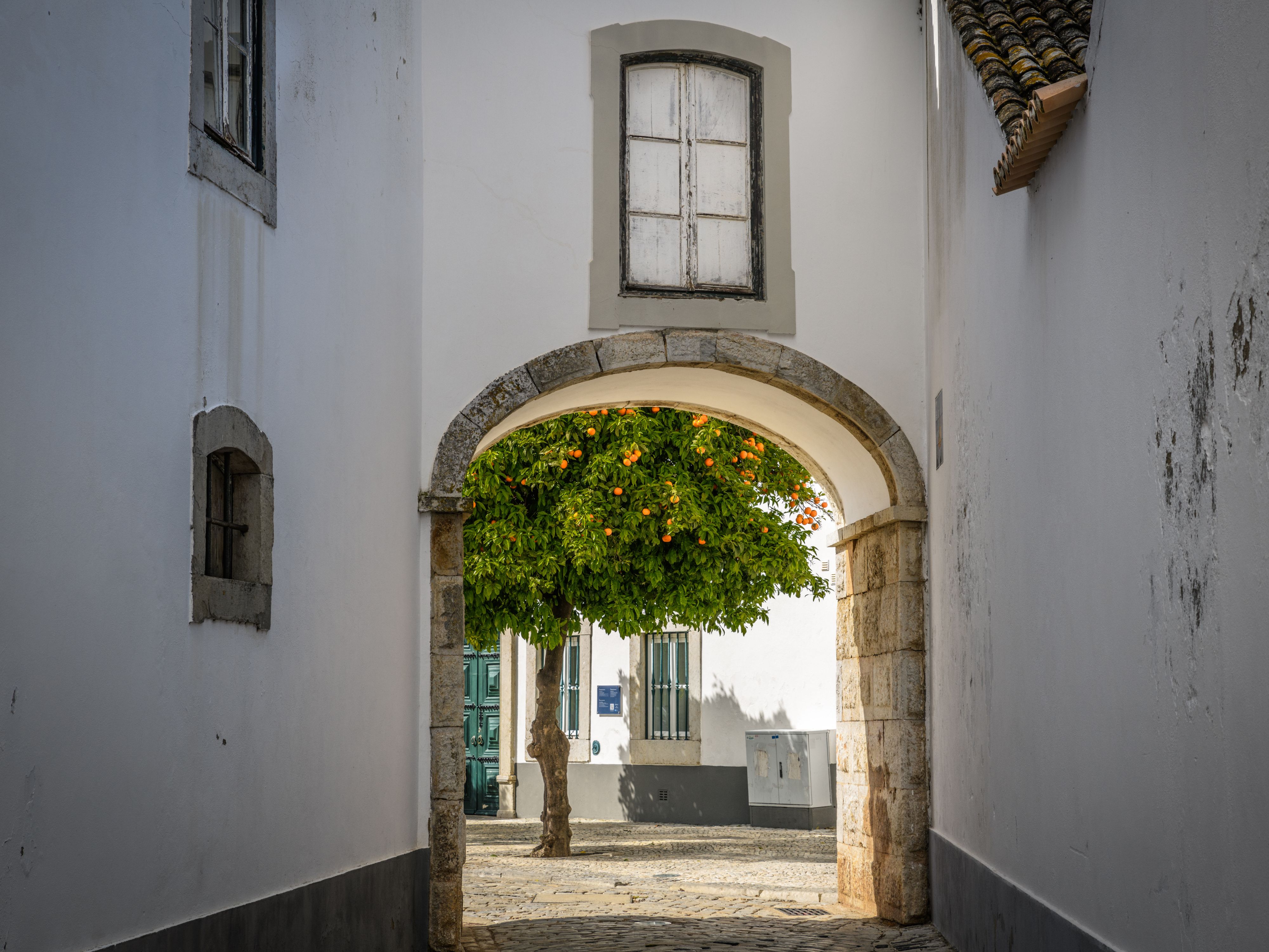 An Orange Tree in Faro, Portugal