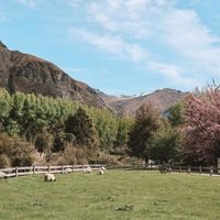 10 Cultural Faux Pas to Avoid While Living in New Zealand