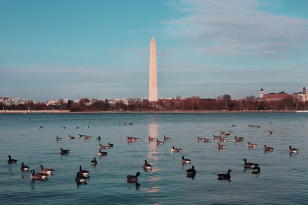 Wash DC