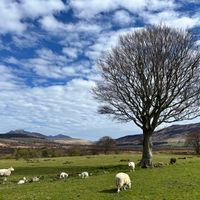 Getting a Driver's License in Scotland
