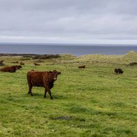 Pros and Cons of Living in Ireland